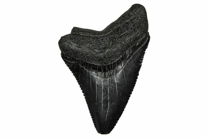 Juvenile Megalodon Tooth - South Carolina #340730